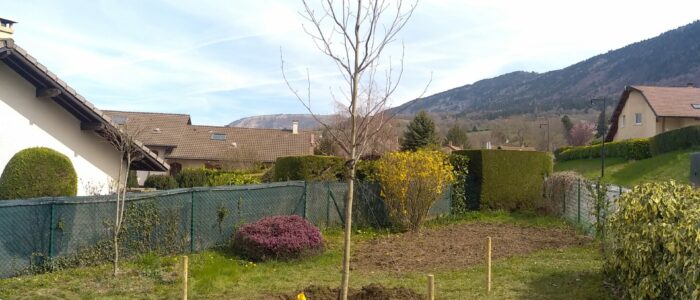 Plantation Liriodendron tulipifera (Tulipier)